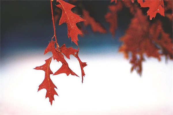 Karten-Set „Crimson Foliage"