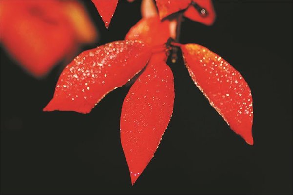 Karten-Set „Crimson Foliage"